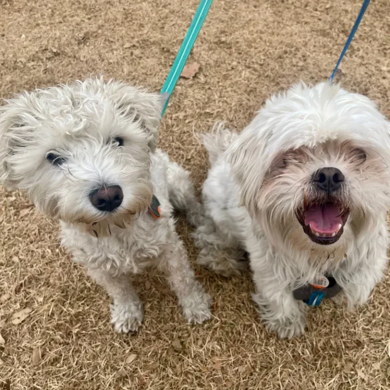 Günther and Fluffy