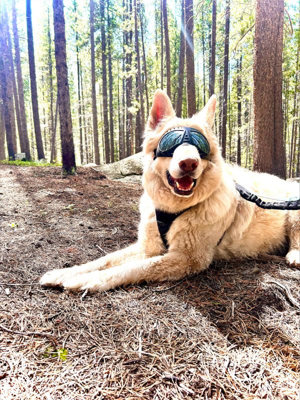 dog in a forest