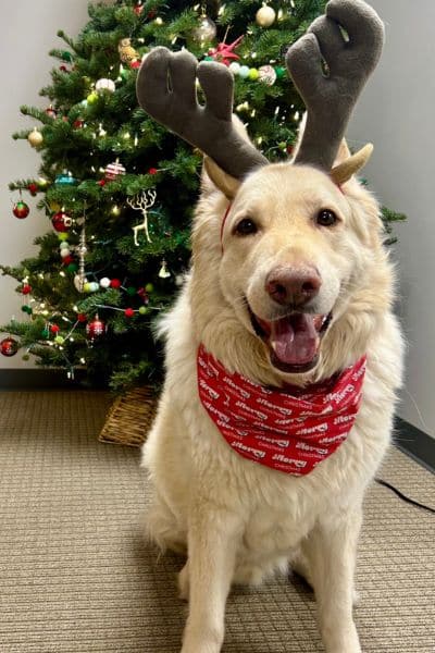 dog wearing reindeer antlers standing in front of a christmas tree